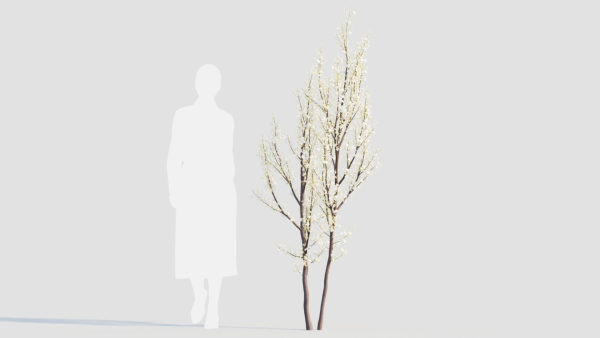 Prunus spinosa b