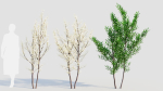 Prunus spinosa b