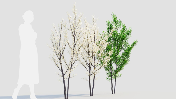 Prunus spinosa b