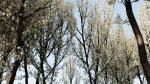 Prunus spinosa b