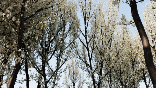 Prunus spinosa b