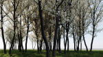 Prunus spinosa b