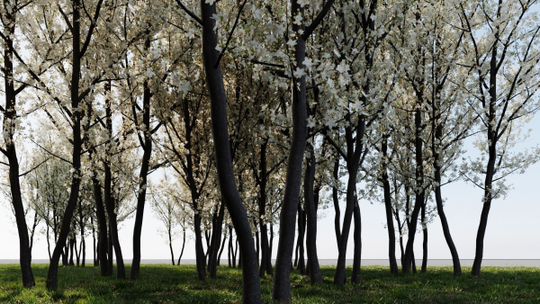 Prunus spinosa b