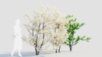 Prunus spinosa c