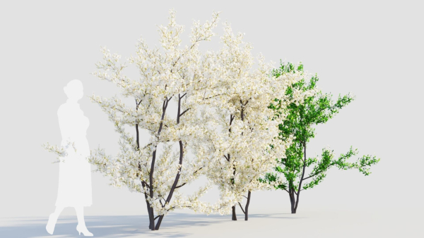 Prunus spinosa c
