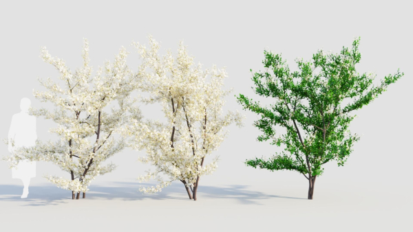 Prunus spinosa c