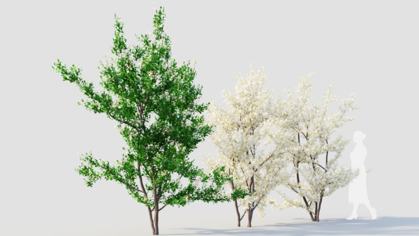 Prunus spinosa c