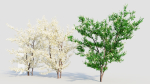 Prunus spinosa c