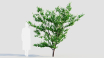 Prunus spinosa c