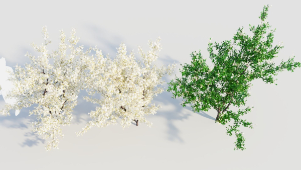 Prunus spinosa c