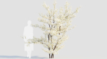 Prunus spinosa c