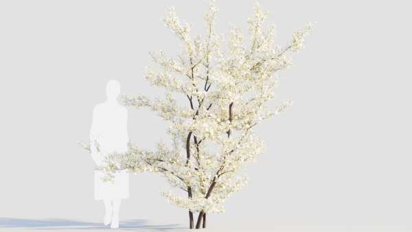 Prunus spinosa c