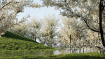 Prunus spinosa c