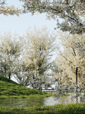 Prunus spinosa c