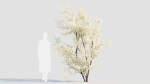 Prunus spinosa c