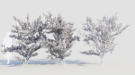 Prunus spinosa c