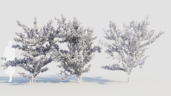 Prunus spinosa c