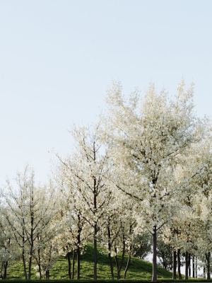 Prunus spinosa d