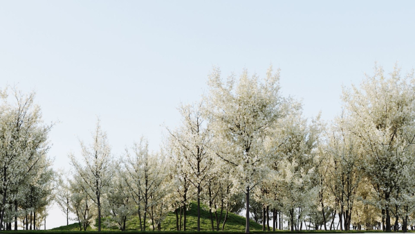 Prunus spinosa d