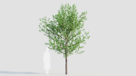 Prunus spinosa d