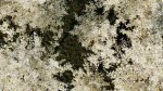 Prunus spinosa d