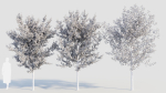 Prunus spinosa d