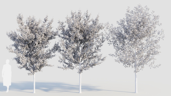 Prunus spinosa d