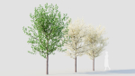 Prunus spinosa d