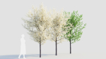 Prunus spinosa d