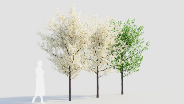 Prunus spinosa d