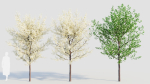 Prunus spinosa d