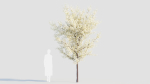 Prunus spinosa d