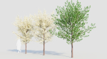 Prunus spinosa d