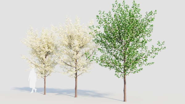 Prunus spinosa d
