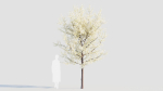 Prunus spinosa d