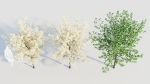 Prunus spinosa d