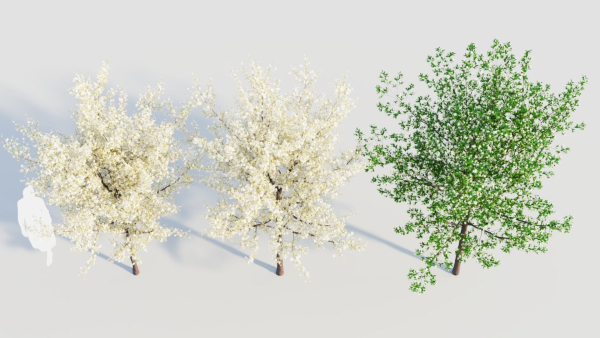 Prunus spinosa d