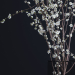 Prunus White Blossom