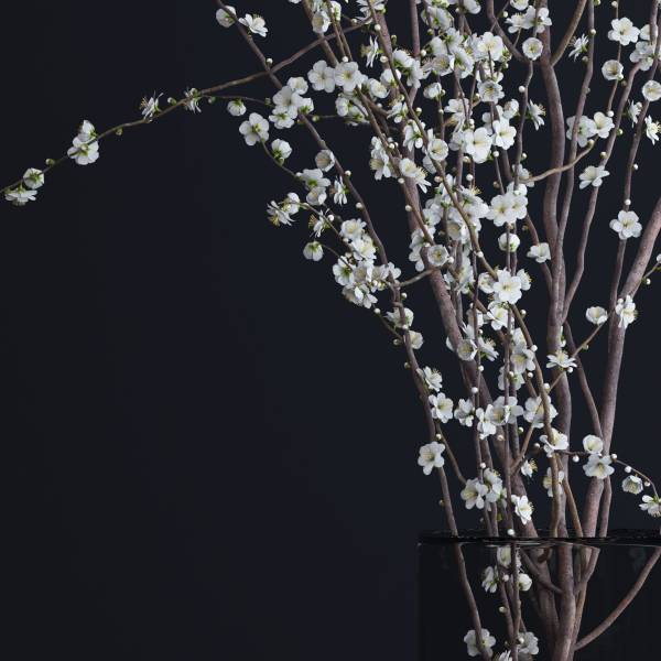 Prunus White Blossom