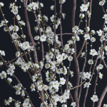 Prunus White Blossom