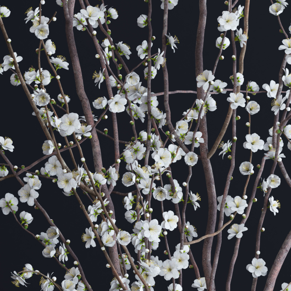Prunus White Blossom