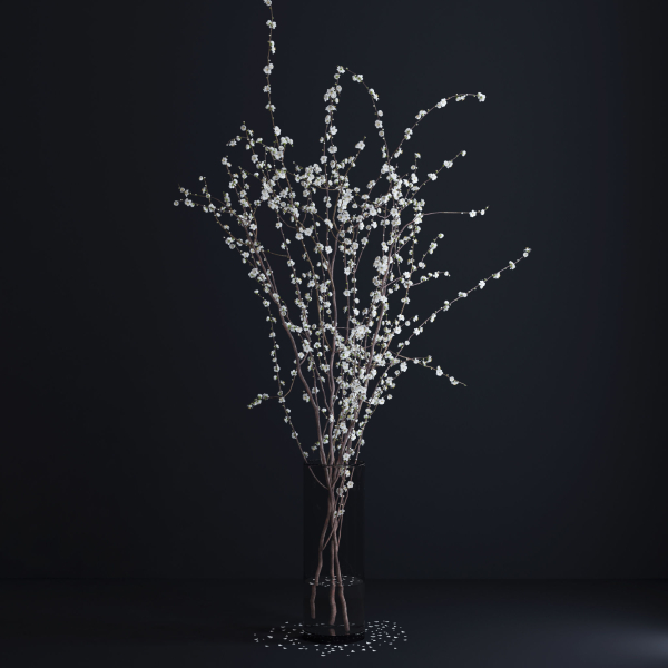 Prunus White Blossom