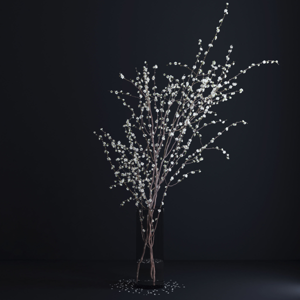 Prunus White Blossom