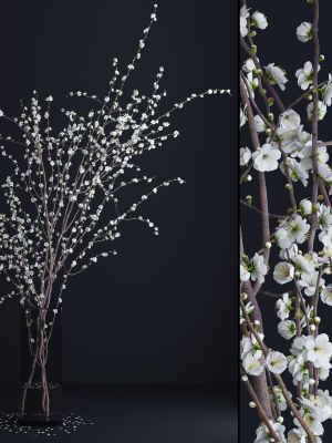 Prunus White Blossom