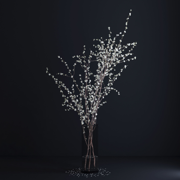 Prunus White Blossom