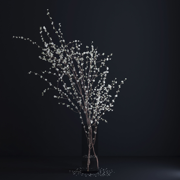 Prunus White Blossom