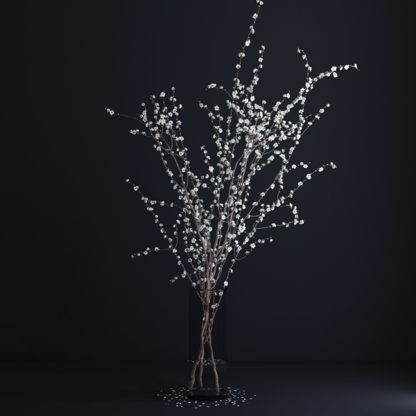 Prunus White Blossom
