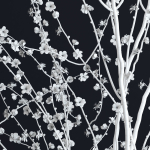 Prunus White Blossom