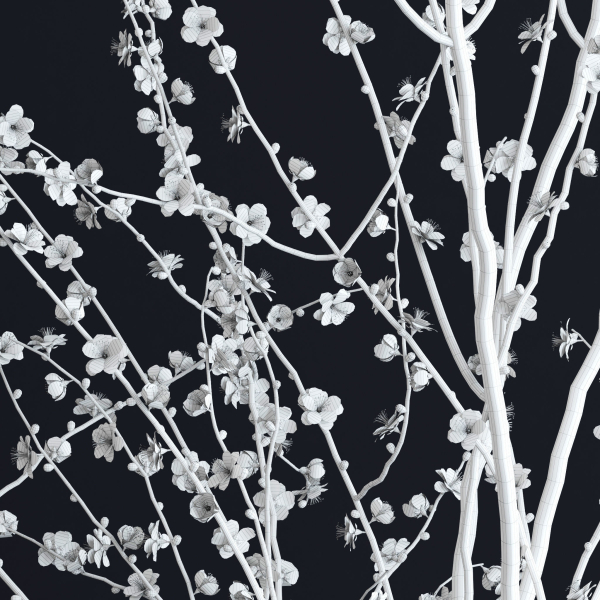 Prunus White Blossom