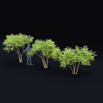 Ptelea trifoliata